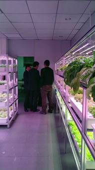 植物工廠高效生產(chǎn)技術交流會 e光農(nóng)場站